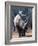 White Square-Lipped Rhino, Namibia-Claudia Adams-Framed Photographic Print