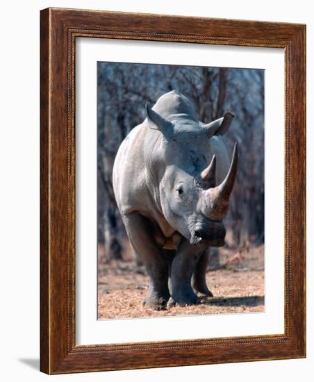 White Square-Lipped Rhino, Namibia-Claudia Adams-Framed Photographic Print