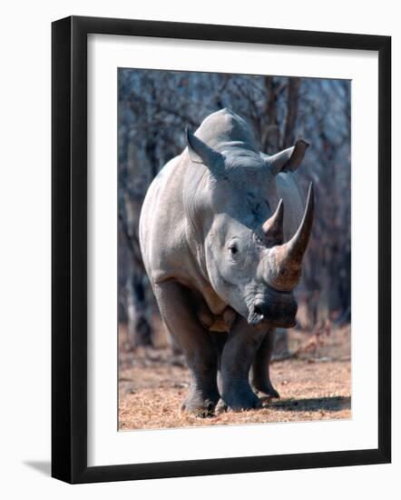 White Square-Lipped Rhino, Namibia-Claudia Adams-Framed Photographic Print