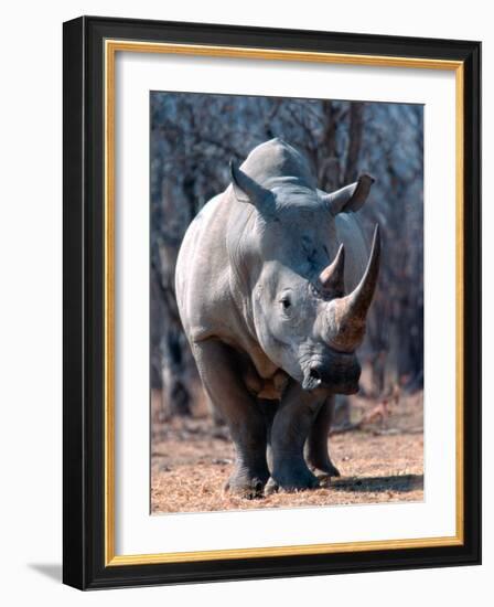 White Square-Lipped Rhino, Namibia-Claudia Adams-Framed Photographic Print