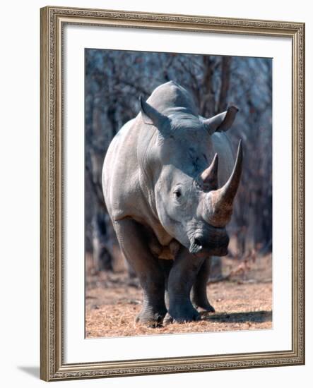 White Square-Lipped Rhino, Namibia-Claudia Adams-Framed Photographic Print