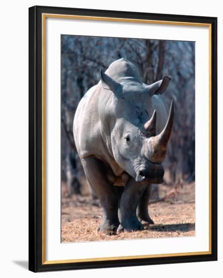 White Square-Lipped Rhino, Namibia-Claudia Adams-Framed Photographic Print