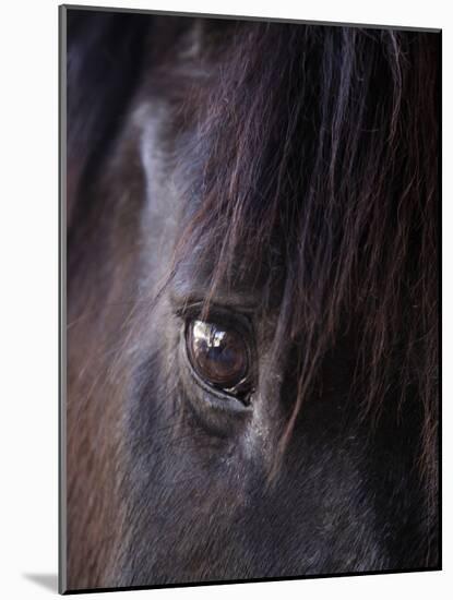 White Stallion Dude Ranch, Tucson, Arizona, USA-Julian McRoberts-Mounted Photographic Print