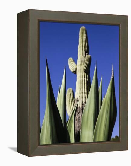 White Stallion Dude Ranch, Tucson, Arizona, USA-Julian McRoberts-Framed Premier Image Canvas