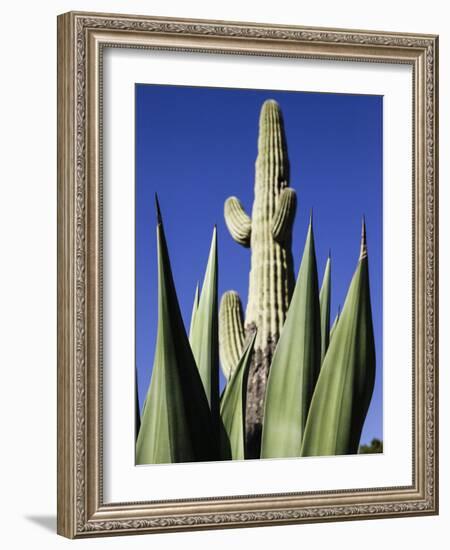 White Stallion Dude Ranch, Tucson, Arizona, USA-Julian McRoberts-Framed Photographic Print