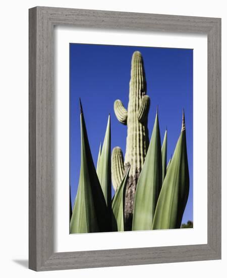 White Stallion Dude Ranch, Tucson, Arizona, USA-Julian McRoberts-Framed Photographic Print