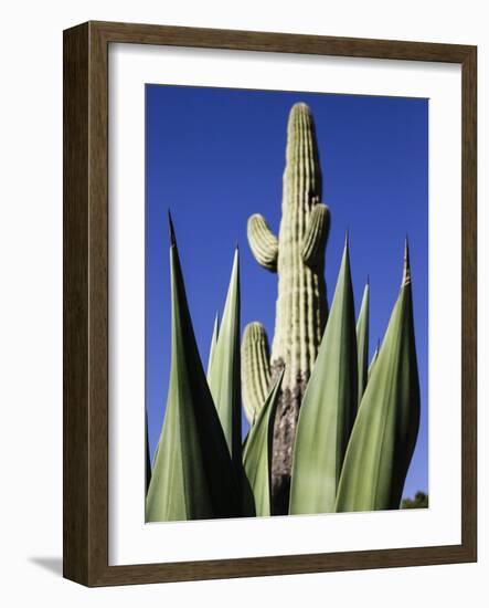 White Stallion Dude Ranch, Tucson, Arizona, USA-Julian McRoberts-Framed Photographic Print