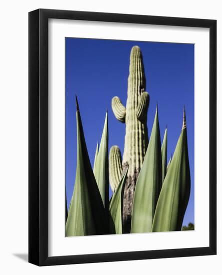 White Stallion Dude Ranch, Tucson, Arizona, USA-Julian McRoberts-Framed Photographic Print