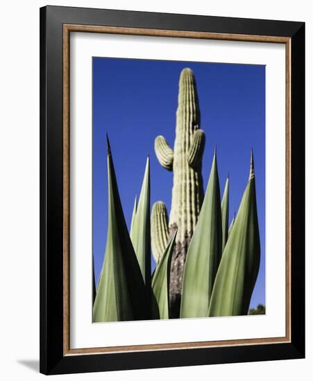 White Stallion Dude Ranch, Tucson, Arizona, USA-Julian McRoberts-Framed Photographic Print