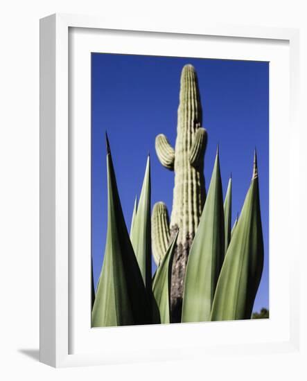 White Stallion Dude Ranch, Tucson, Arizona, USA-Julian McRoberts-Framed Photographic Print