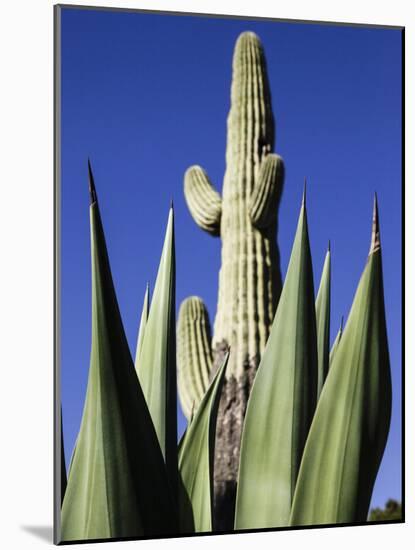 White Stallion Dude Ranch, Tucson, Arizona, USA-Julian McRoberts-Mounted Photographic Print