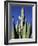 White Stallion Dude Ranch, Tucson, Arizona, USA-Julian McRoberts-Framed Photographic Print