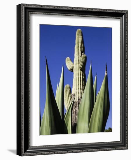 White Stallion Dude Ranch, Tucson, Arizona, USA-Julian McRoberts-Framed Photographic Print