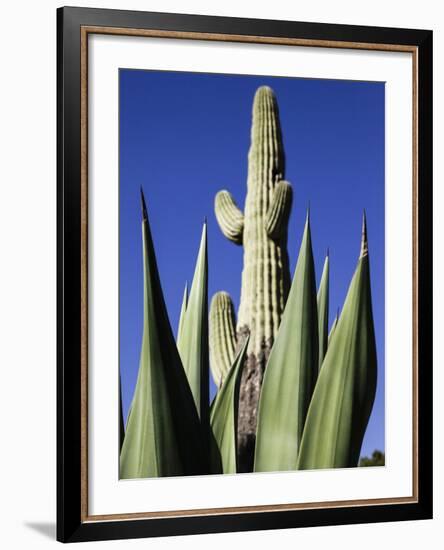 White Stallion Dude Ranch, Tucson, Arizona, USA-Julian McRoberts-Framed Photographic Print