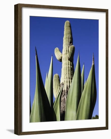 White Stallion Dude Ranch, Tucson, Arizona, USA-Julian McRoberts-Framed Photographic Print