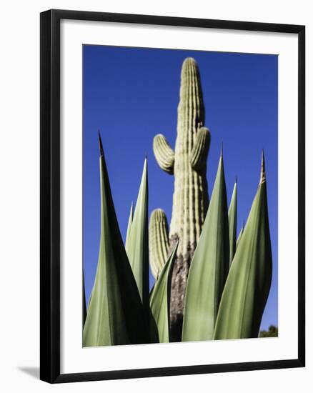 White Stallion Dude Ranch, Tucson, Arizona, USA-Julian McRoberts-Framed Photographic Print
