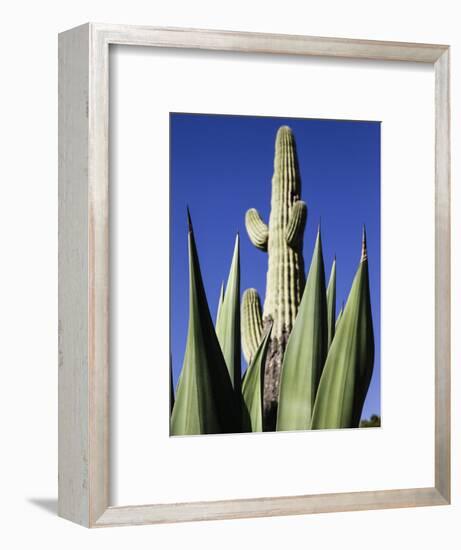 White Stallion Dude Ranch, Tucson, Arizona, USA-Julian McRoberts-Framed Photographic Print