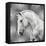 White Stallion on Silver-Martin Rose-Framed Stretched Canvas