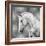 White Stallion on Silver-Martin Rose-Framed Art Print