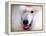 White Standard Poodle Portrait-Jai Johnson-Framed Premier Image Canvas