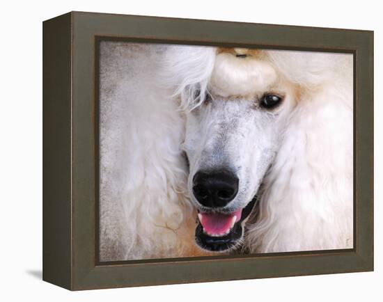 White Standard Poodle Portrait-Jai Johnson-Framed Premier Image Canvas