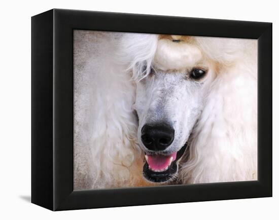 White Standard Poodle Portrait-Jai Johnson-Framed Premier Image Canvas