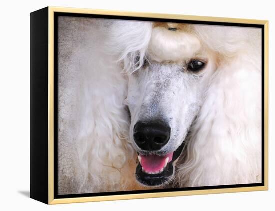 White Standard Poodle Portrait-Jai Johnson-Framed Premier Image Canvas