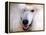 White Standard Poodle Portrait-Jai Johnson-Framed Premier Image Canvas