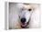 White Standard Poodle Portrait-Jai Johnson-Framed Premier Image Canvas