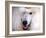 White Standard Poodle Portrait-Jai Johnson-Framed Giclee Print