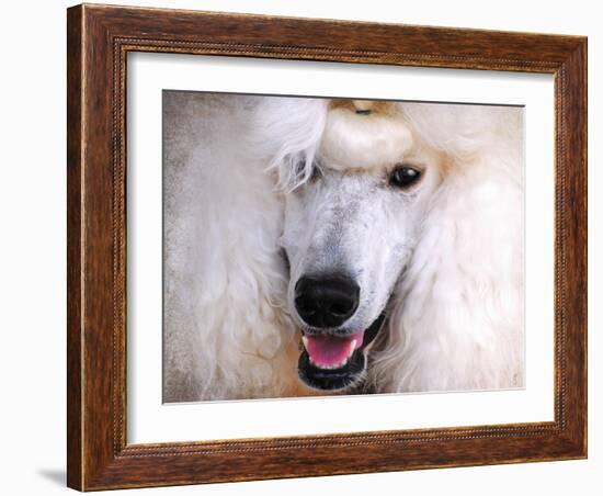 White Standard Poodle Portrait-Jai Johnson-Framed Giclee Print