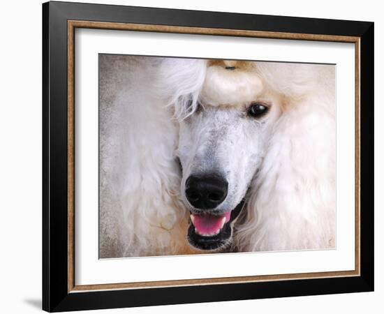 White Standard Poodle Portrait-Jai Johnson-Framed Giclee Print