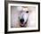 White Standard Poodle Portrait-Jai Johnson-Framed Giclee Print