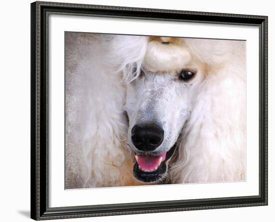 White Standard Poodle Portrait-Jai Johnson-Framed Giclee Print