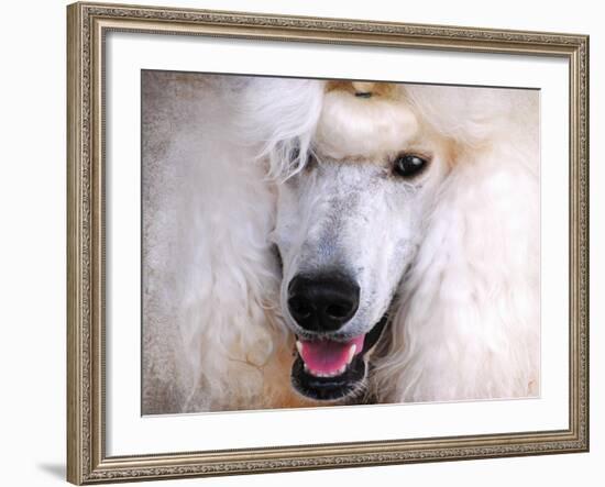 White Standard Poodle Portrait-Jai Johnson-Framed Giclee Print