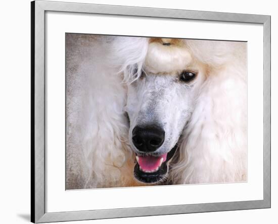 White Standard Poodle Portrait-Jai Johnson-Framed Giclee Print