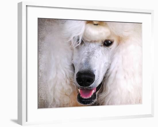 White Standard Poodle Portrait-Jai Johnson-Framed Giclee Print