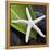 White Starfish on Green Leaf-Uwe Merkel-Framed Premier Image Canvas