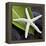 White Starfish on Green Leaf-Uwe Merkel-Framed Premier Image Canvas