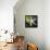 White Starfish on Green Leaf-Uwe Merkel-Framed Premier Image Canvas displayed on a wall