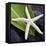 White Starfish on Green Leaf-Uwe Merkel-Framed Premier Image Canvas