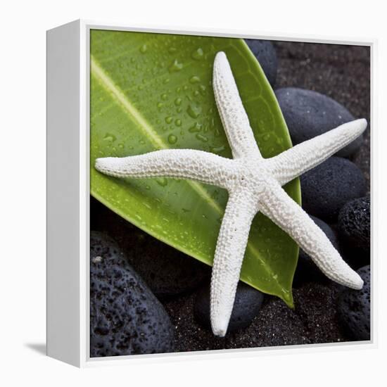 White Starfish on Green Leaf-Uwe Merkel-Framed Premier Image Canvas