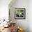 White Starfish on Green Leaf-Uwe Merkel-Framed Photographic Print displayed on a wall