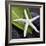 White Starfish on Green Leaf-Uwe Merkel-Framed Photographic Print