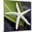 White Starfish on Green Leaf-Uwe Merkel-Mounted Photographic Print
