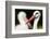 White Stork (Ciconia Ciconia) Adult Portrait, Captive, Vogelpark Marlow, Germany, May-Florian Möllers-Framed Photographic Print