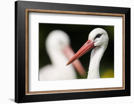 White Stork (Ciconia Ciconia) Adult Portrait, Captive, Vogelpark Marlow, Germany, May-Florian Möllers-Framed Photographic Print