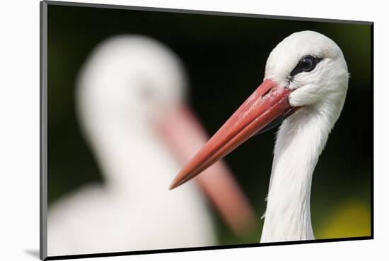 White Stork (Ciconia Ciconia) Adult Portrait, Captive, Vogelpark Marlow, Germany, May-Florian Möllers-Mounted Photographic Print
