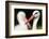 White Stork (Ciconia Ciconia) Adult Portrait, Captive, Vogelpark Marlow, Germany, May-Florian Möllers-Framed Photographic Print