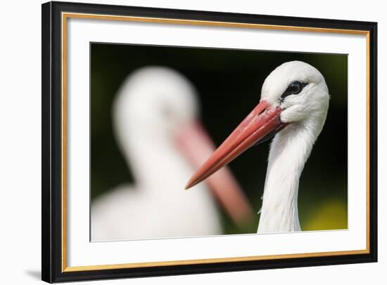 White Stork (Ciconia Ciconia) Adult Portrait, Captive, Vogelpark Marlow, Germany, May-Florian Möllers-Framed Photographic Print